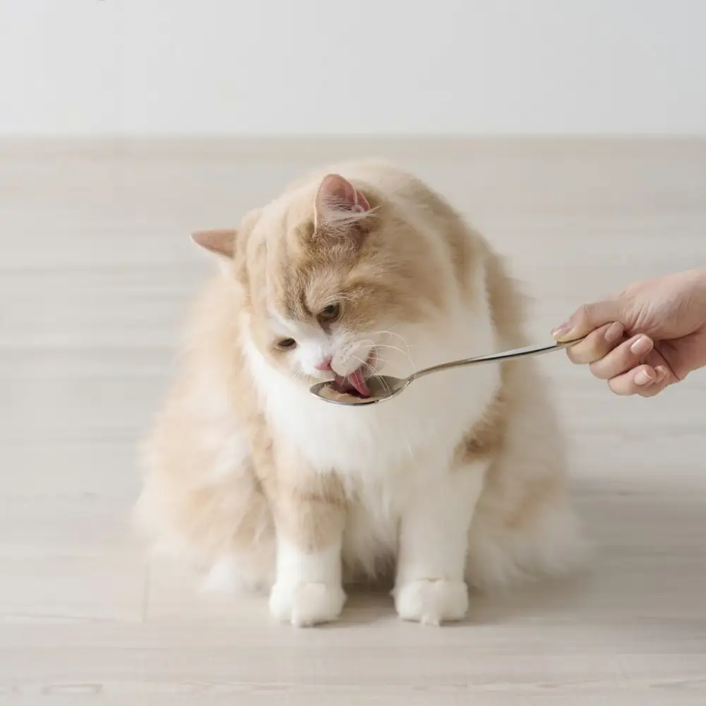 キャットフード 美食メニュー スープ まぐろ  P-40SM×12P