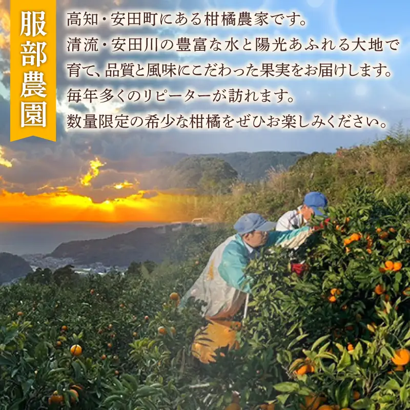 土佐文旦 服部農園 3Ⅼ 7個 HT0010
