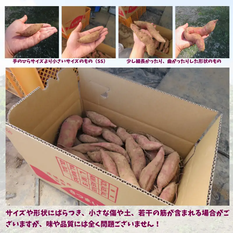 さつまいも 訳あり 紅はるか 約10kg 【さつまいも】
