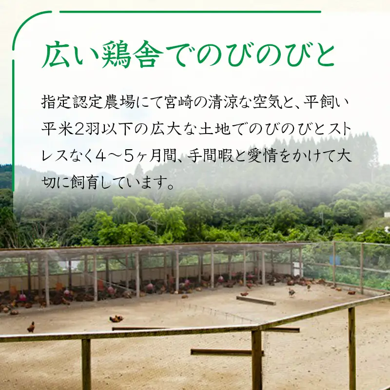 「みやざき地頭鶏」1羽セット 鍋用特製スープ付＜50-2a＞地鶏鍋 ブランド地鶏