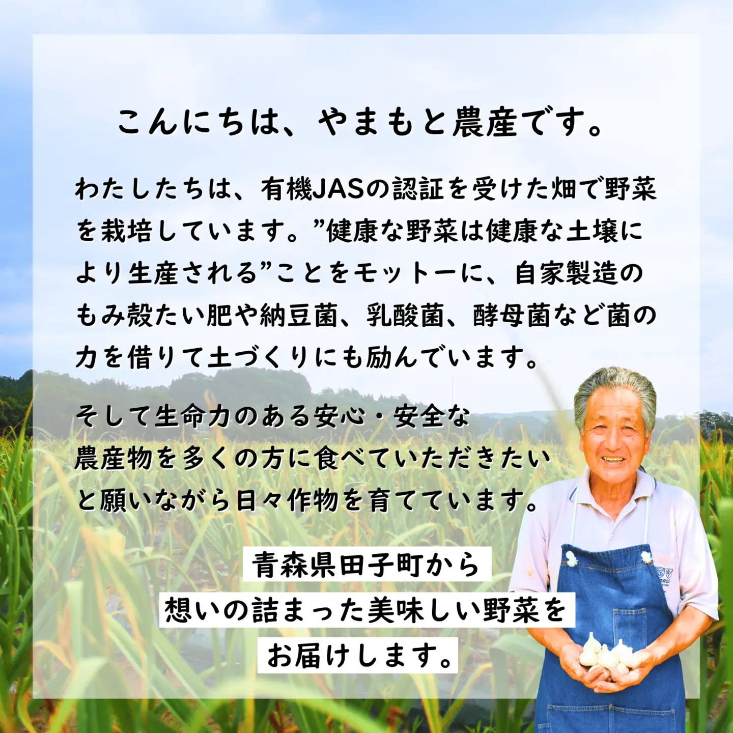 やまもと農産の大根 『豊秋』 5kg