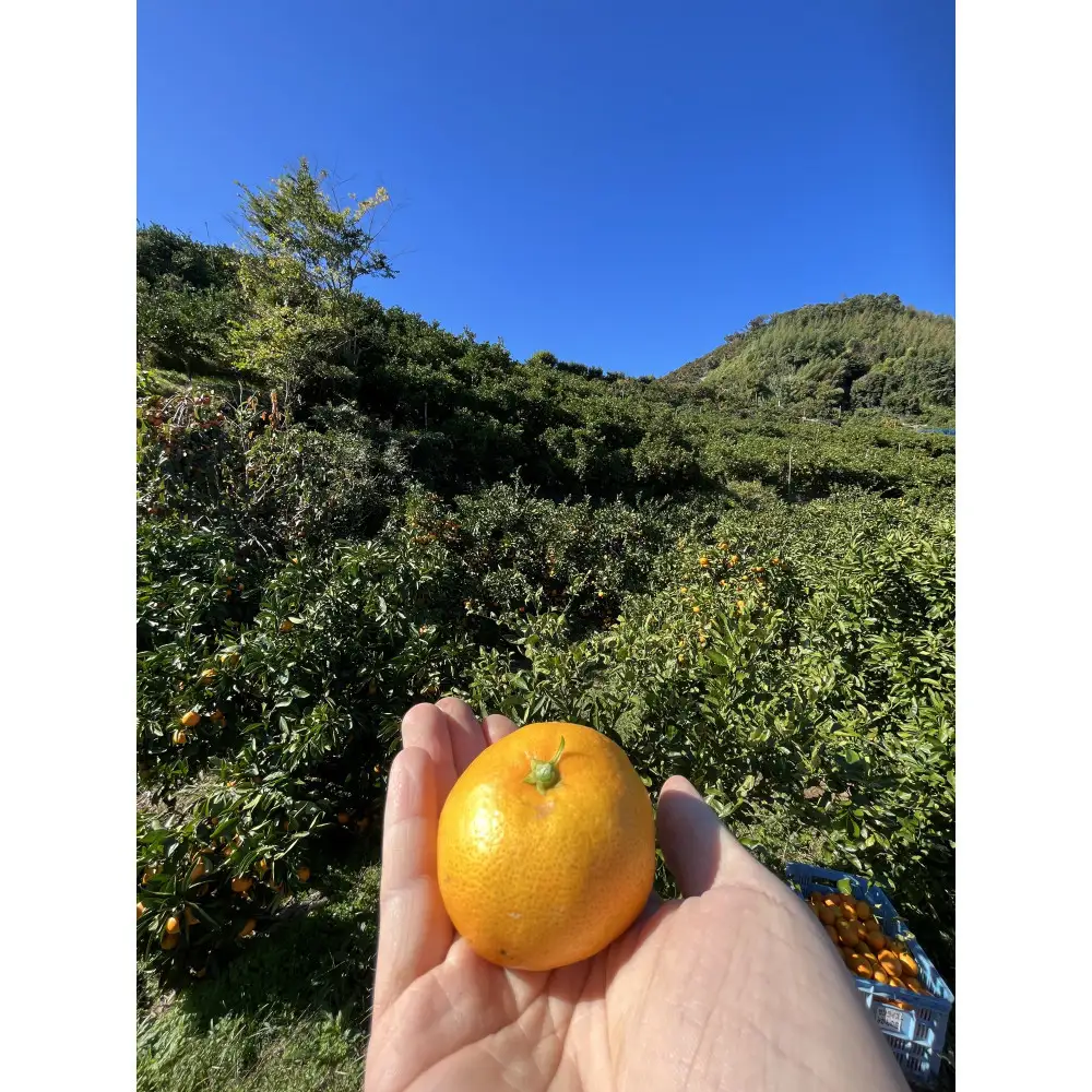 有田みかん S 15kg 贈答用 乳酸菌栽培
