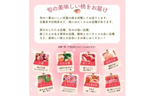 【2027年出荷分 先行予約】朝もぎ直送!『山梨県産　桃』約13～18玉 約5kg規格箱入り 選び抜かれた山梨の桃《もも 先行予約》山梨県産　モモ/ フルーツ 果物 くだもの 人気 産地直送/厳選  贈答 贈り物【tab0221-05】