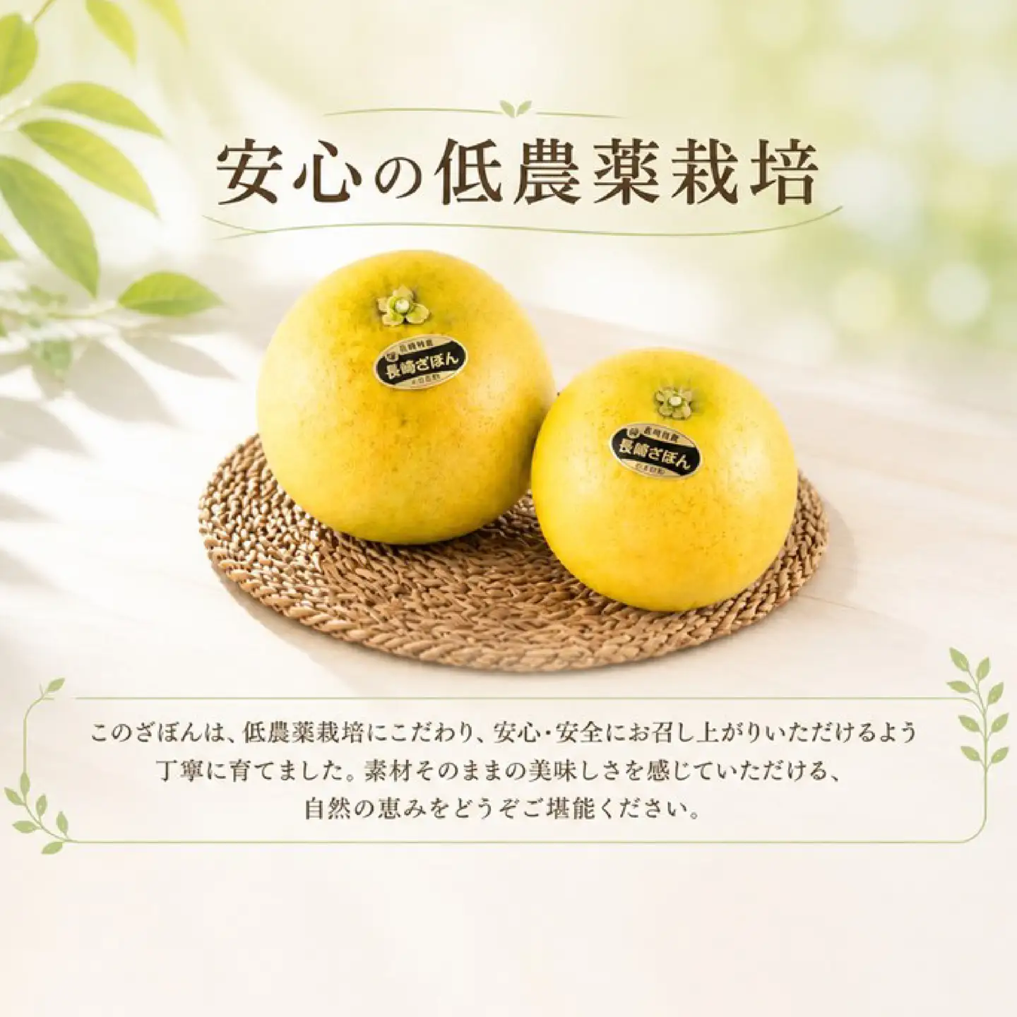 【 先行予約 】 ざぼん 5個 セット (約 6kg) 贈答用 柑橘 果物 ザボン 減農薬 お歳暮 ギフト のし対応 ジューシー 川上文旦堂 