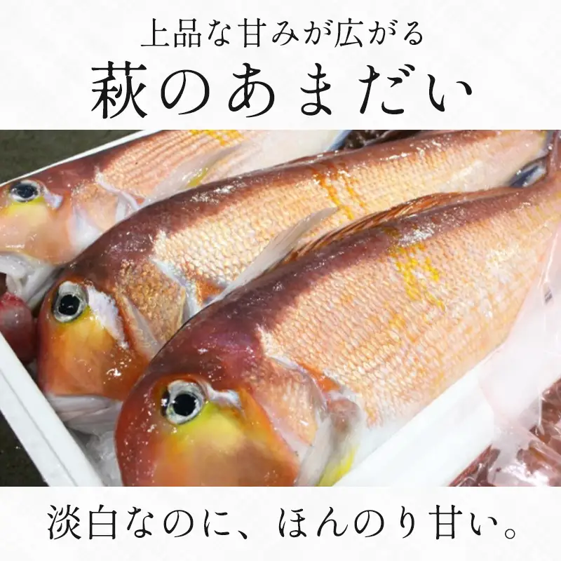 「萩のあまだい」２～４尾（１尾１kg～800g・大サイズ）内臓・エラ処理済（ウロコ付）