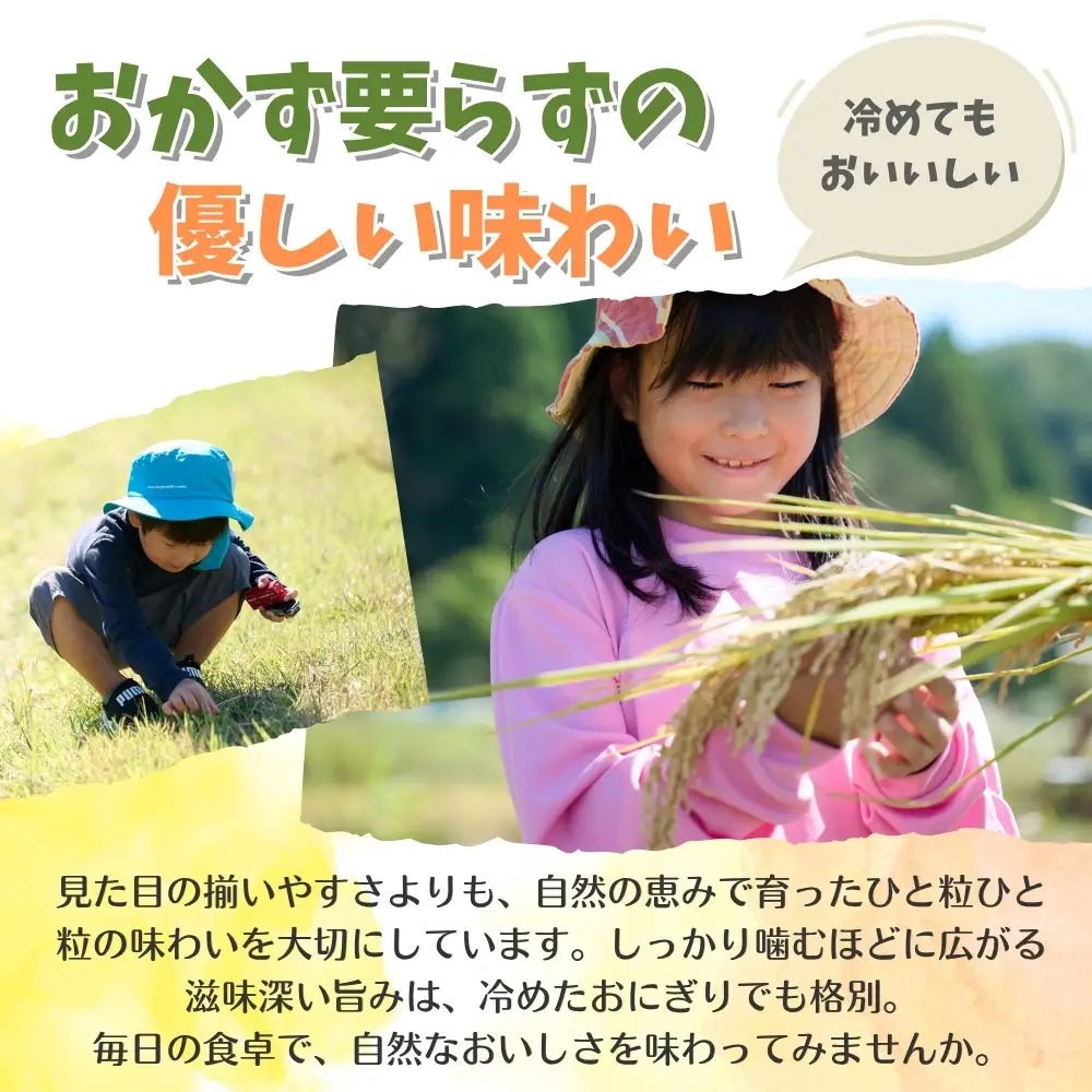 【栽培期間中農薬・肥料不使用】令和8年産 大岩川の自然栽培米コシヒカリ（白米）5kg 新米 5キロ こしひかり 白米 精米 自然栽培 自然栽培米 農薬不使用 肥料不使用 除草剤不使用 富山県産 富山県 上市町 剱岳 湧水 大岩川 富山米 国産 まとめ買い ファミリー 家族 毎日 自家採種 有吉自然農場 産地直送 贈り物 ギフト おにぎり お弁当 ごはん 人気 おすすめ 米 お米 こめ おこめ コメ