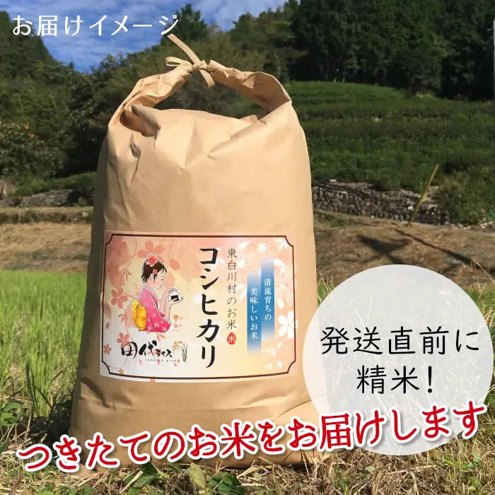 【令和8年産】新米 コシヒカリ 約10㎏ 米 白米 精米 こしひかり ご飯 東白川村産 田代ライス