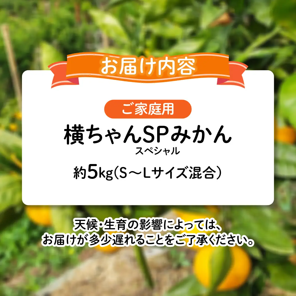 【ご家庭用】横ちゃんSP(スペシャル)みかん 約5kg【C84-1】YWTBL001