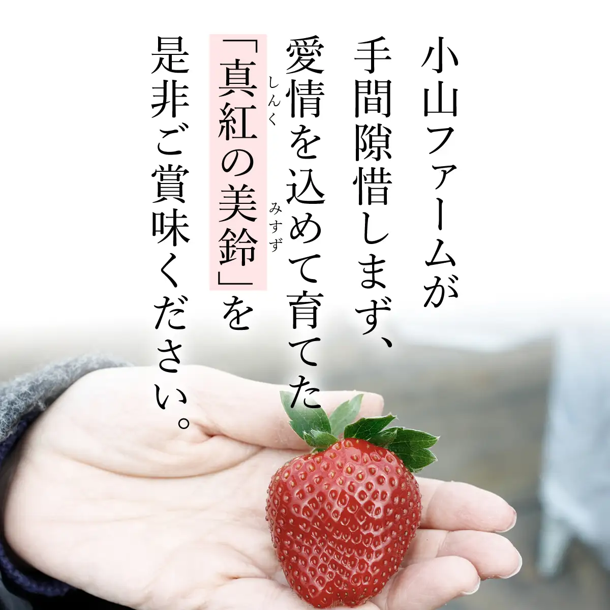 【先行予約】【2026年12月中旬より順次発送】希少品種 黒いちご 真紅の美鈴 3L30粒入り SMAN002