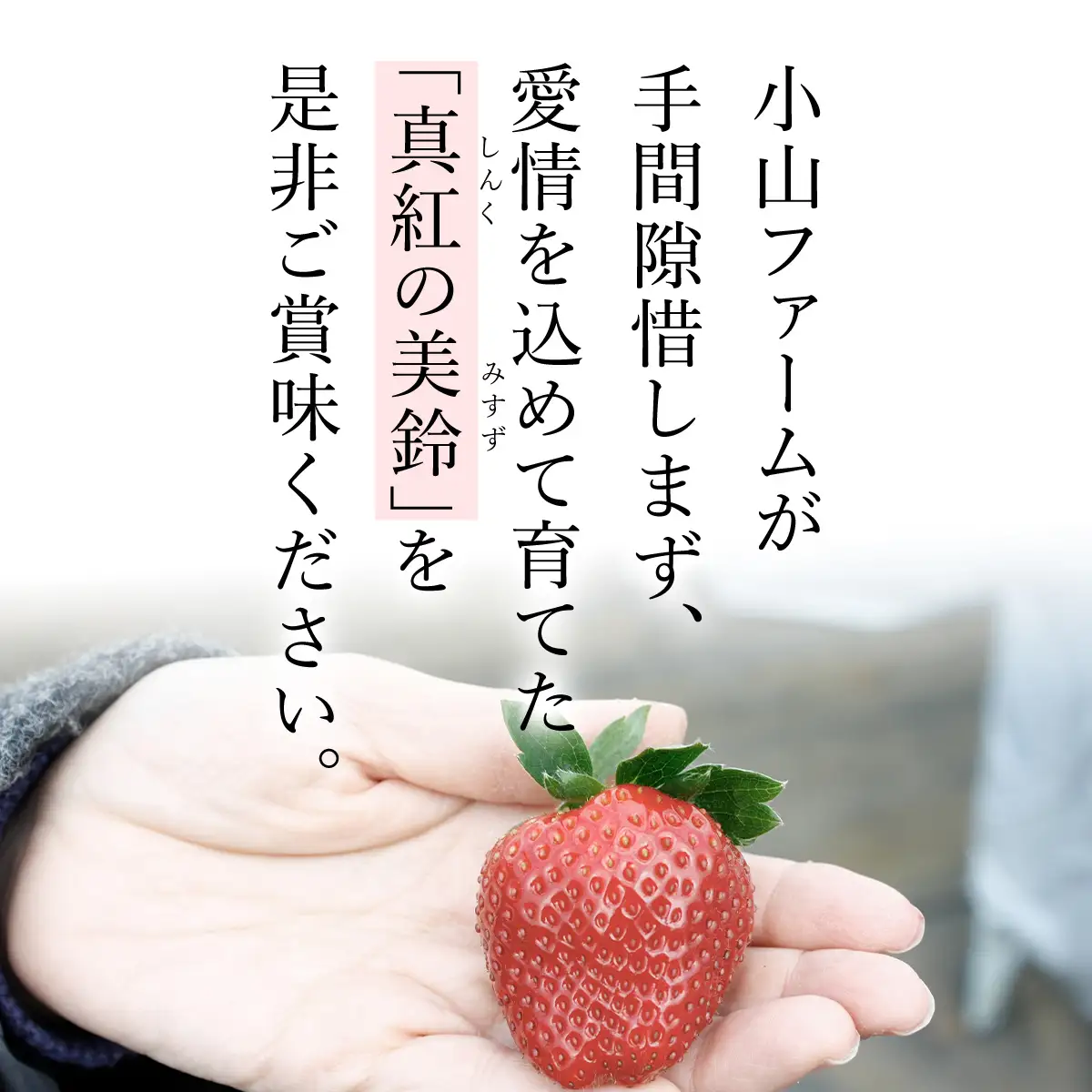 【先行予約】【2026年12月中旬より順次発送】希少品種 黒いちご 真紅の美鈴 4L24粒入り SMAN003