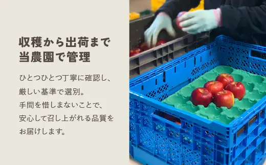 おまかせ旬のりんご　☆期間限定☆