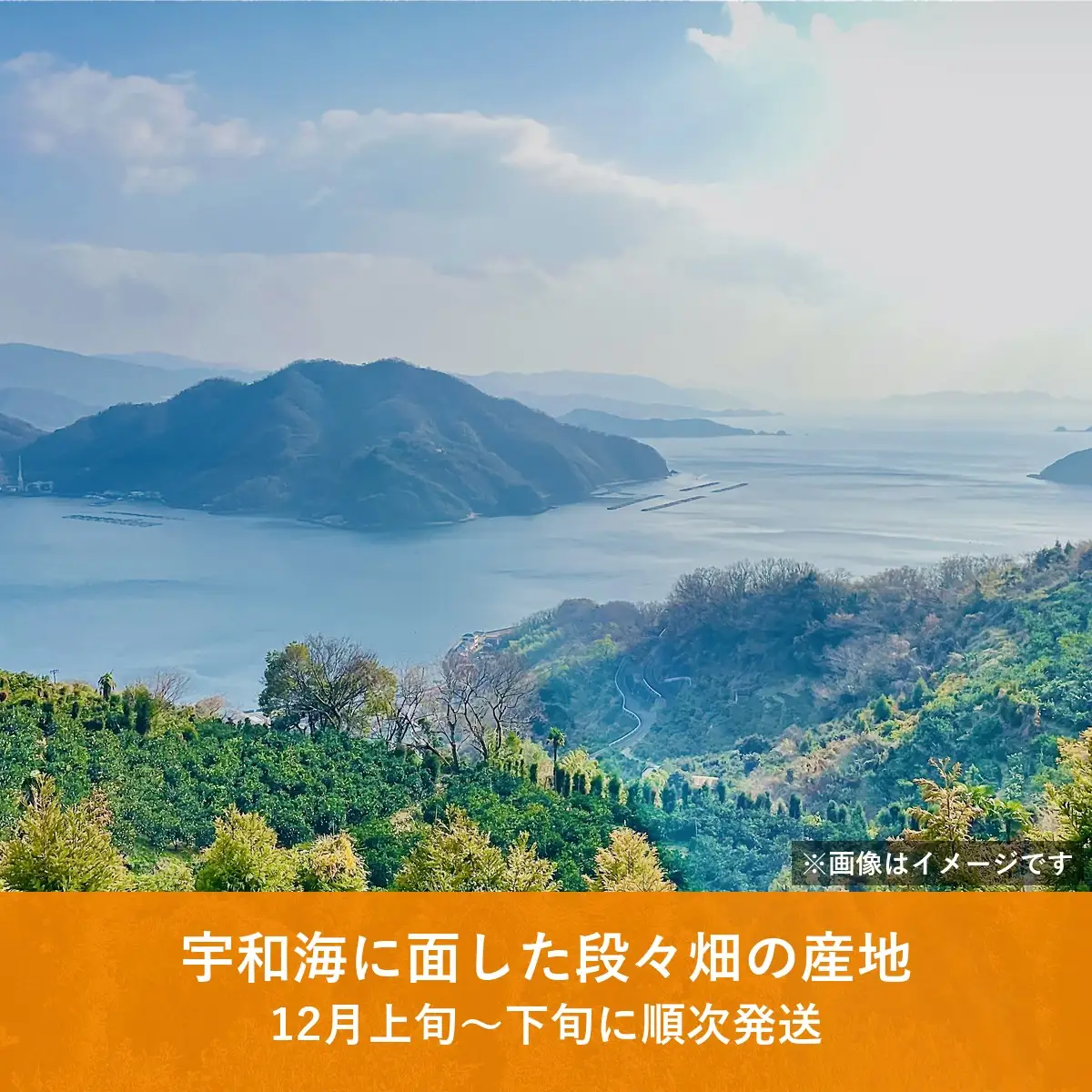 【先行受付】八幡浜産 愛果28号（紅まどんなと同品種）訳あり 家庭用 3kg【108-4】YWTBX004
