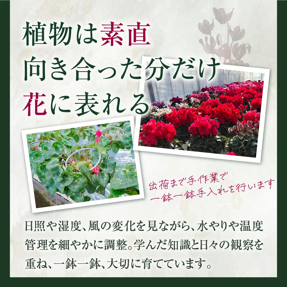 シクラメン 銀河 6寸（6号）鉢植え 花