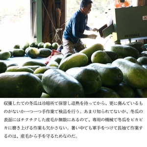 冬瓜 （ とうがん ）約10kg 冬瓜