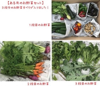 【6回定期便】お野菜セット かたもとオーガニックファーム 野菜
