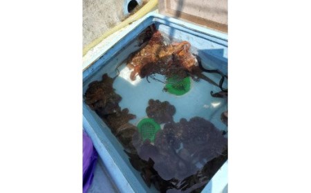 漁師がお届け たっぷり 冷凍 生 真だこ 1.5kg 