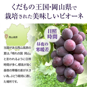 ピオーネ ぶどう 辻葡萄園 ご家庭用 岡山県産 ピオーネ【約2kg】【訳あり・先行予約】