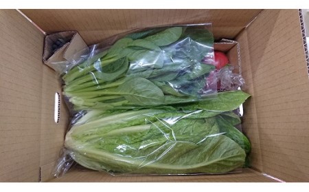 【3ヶ月定期便】穫れたて!夏野菜・果物定期便（6～8月）★あんずの里[H7006]