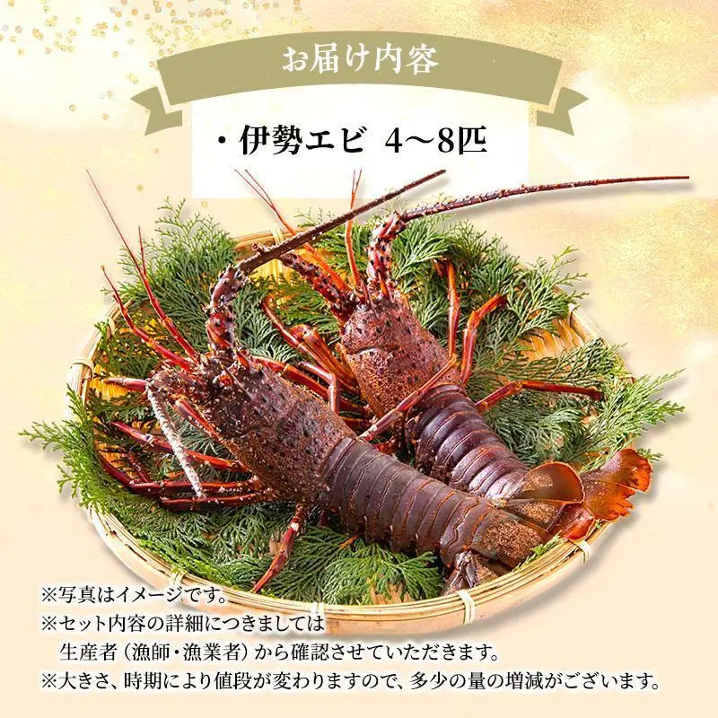 水産 活伊勢海老 4～8匹 活きたままお届け 海鮮 刺身 毎年10月～翌年5月中旬出荷予定