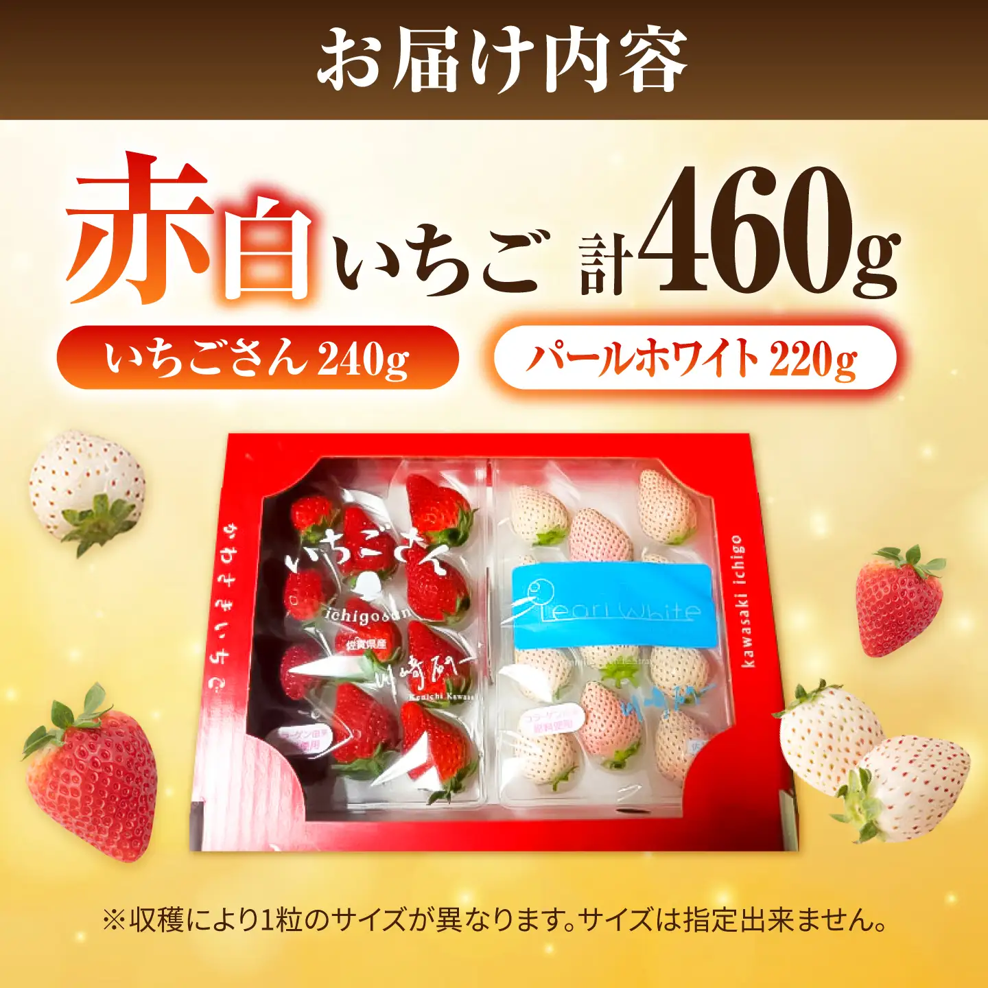 【先行予約 2027年1月～発送】赤白いちご「いちごさん」240g＆「パールホワイト」220gセット / いちご IBG002