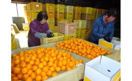 【植田農園のポンカン】 5kg ご家庭用［1183-2］