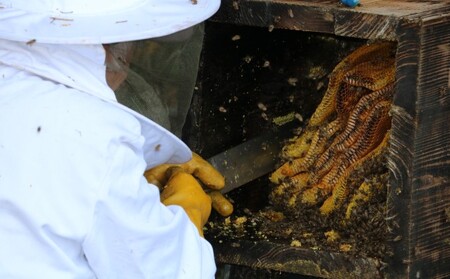 はちみつ 無添加 非加熱 希少 球磨産  地蜂蜜 500g×1本 加工食品