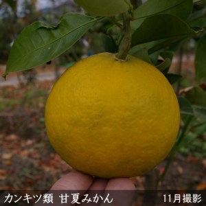 柑橘類 甘夏みかん 3年生 苗木 《訳あり》