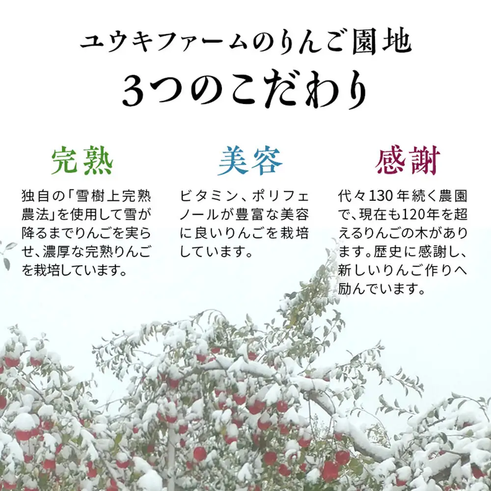 りんご サンふじ【特選】約5kg（16～18個）蜜入り 先行受付