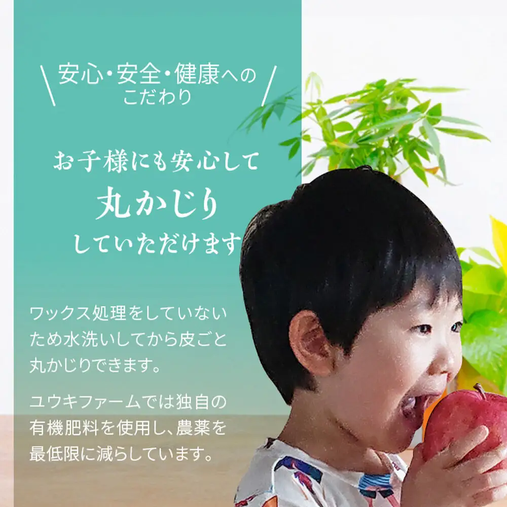 りんご サンふじ【特選】約5kg（16～18個）最高等級 先行受付