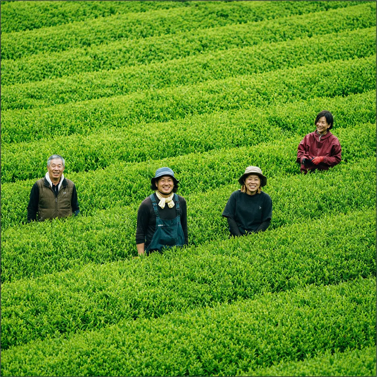 お茶 いつきの茶・在来種セット