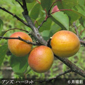 アンズ(杏) ハーコット 2年生 苗木 ＜すだ農園＞
