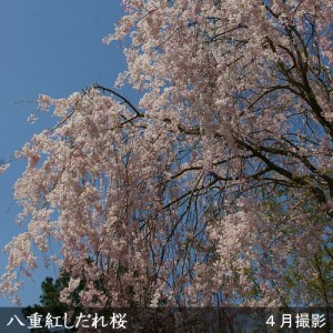 サクラ(桜) 八重紅しだれ桜 2年生 苗木＜すだ農園＞
