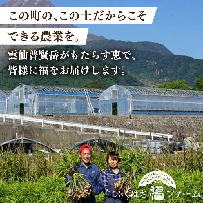 囲い生姜 約 1kg / ショウガ 南島原市 / ふくはちファーム / 福島農園 [SBS009]