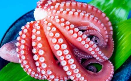 ボイルたこ 約500g～600g（1匹 頭付き） タコ 蛸 瀬戸内ダコ