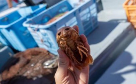 「深海王国」室戸からお届けする　グソクふんどし 褌 かわいい 藍染め 職人技 コラボ 日本 伝統