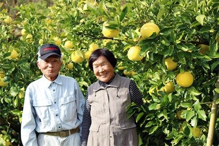 土佐文旦 5kg 家庭用 文旦
