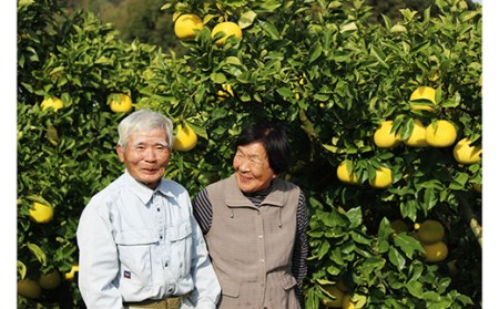 土佐文旦 10kg 家庭用 文旦 大玉