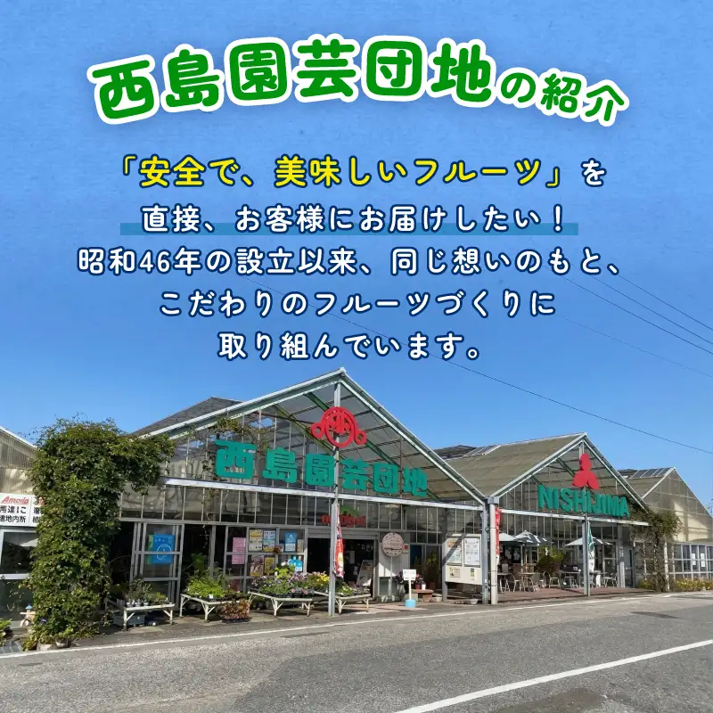 【先行予約 2027年発送】完熟マンゴー 2個～3個 0.8g～1kg | アップルマンゴー