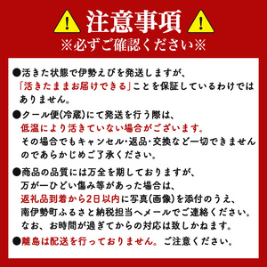 【大伊勢海老】 約801～1000g 1尾 伊勢エビ 伊勢エビ