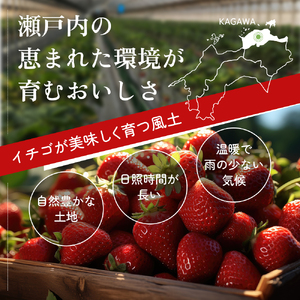いちご さぬきひめ 化粧箱 香川県産 いちご【400g】【1月2月発送】