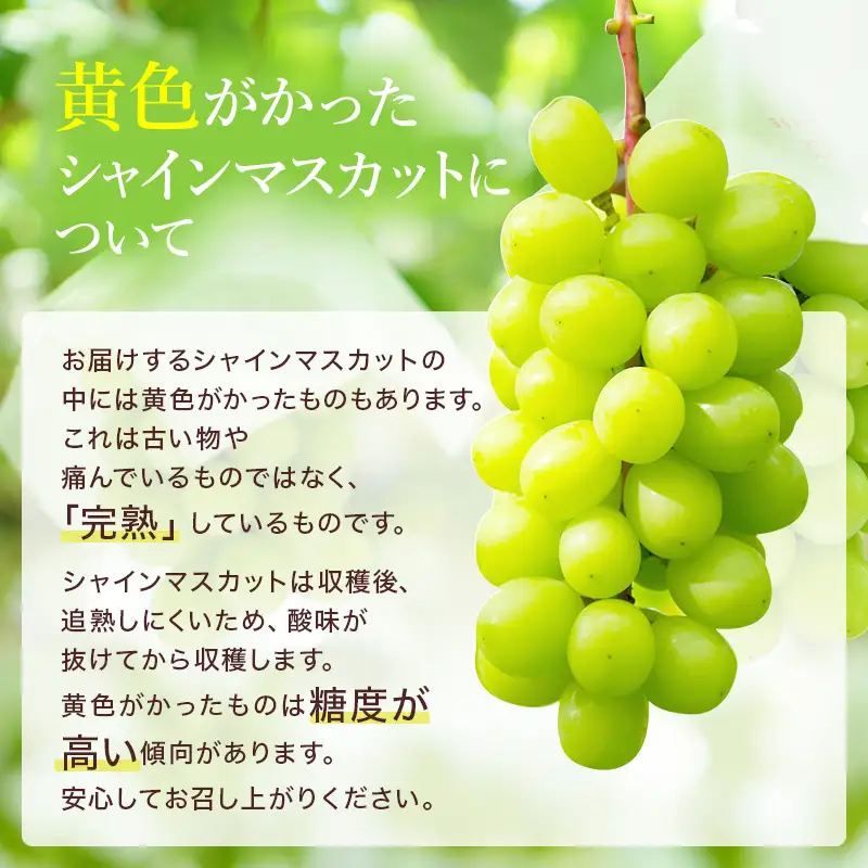 ぶどう 2026年 先行予約 ご家庭用 シャイン マスカット 約2kg 糖度抜群【9月上旬～順次発送分】 岡山県産 シャイマスカット