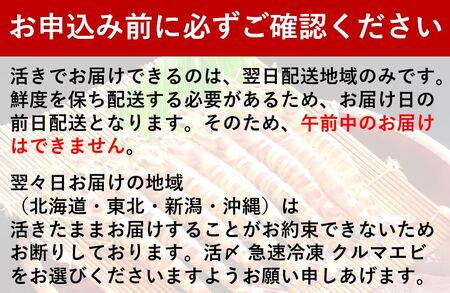 【予約受付中・8月頃より順次発送】活クルマエビ 750g　【活き発送】　※説明文をご確認ください