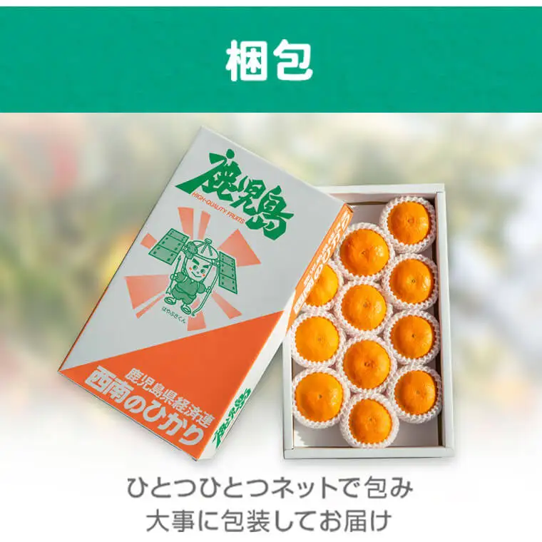 ＜先行予約＞ 西南のひかり(2.5kg×1ケース) 鹿児島 国産 みかん 柑橘 フルーツ【JA鹿児島きもつき高山支所】P18001