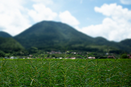 【3種セット】香ばしさが魅力の「まめ茶」と「ほうじ茶」の奥深さを楽しむ飲み比べセット【1209339】