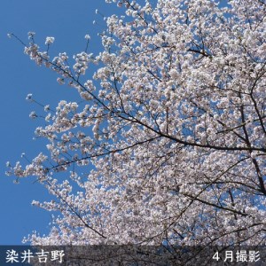 サクラ(桜) 染井吉野(ソメイヨシノ) 2年生 苗木 ＜すだ農園＞