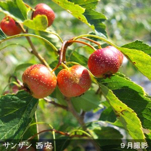 ＜すだ農園＞大苗 サンザシ(山査子)(品種おまかせ) 苗木