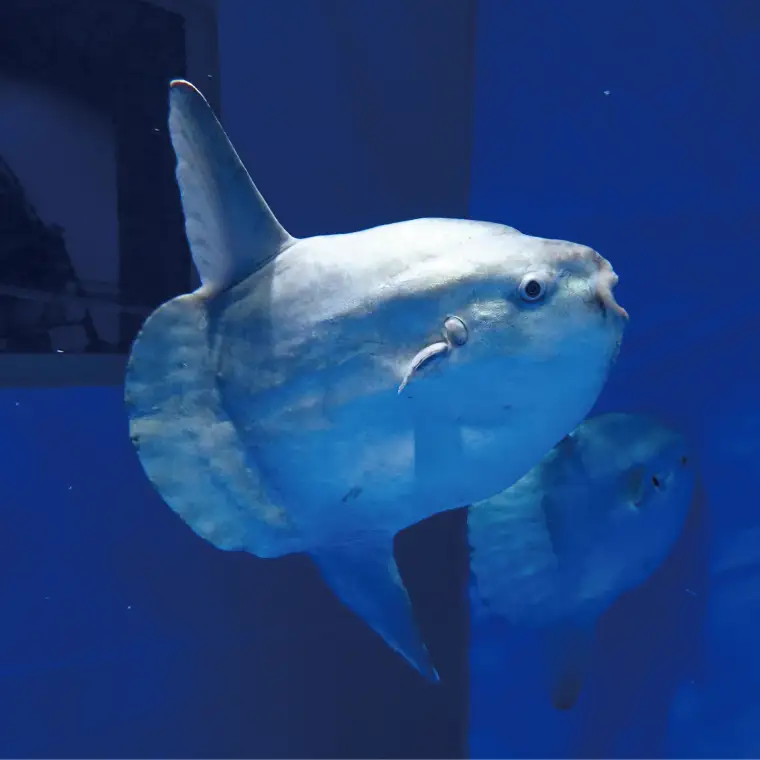 アクアワールド 茨城県 大洗 水族館 年間パスポート 大人1名 チケット _AQ008