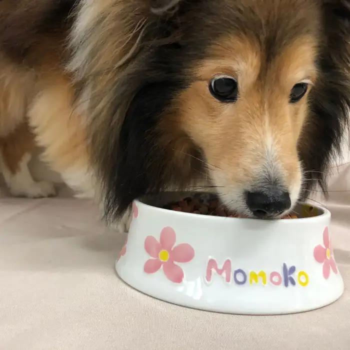 【波佐見焼】ペット フードボウル（可愛いお花柄） 食器 皿 【名入れ可能】 食器 皿 【大新窯】 [DC34]  波佐見焼