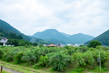 【2027年7月発送】朝どれ「生ブルーベリー」詰め合わせ〈1kg〉【栽培期間中農薬・化学肥料未使用】【配送不可地域：離島】【1210660】