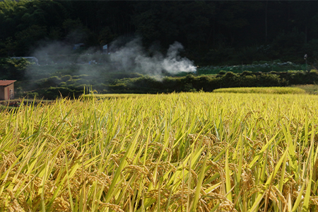【先行予約・年内発送】しめ縄〈輪飾り〉と鏡餅〈添加物不使用〉、葉付きみかんと敷紙のお正月セットC【1211277】
